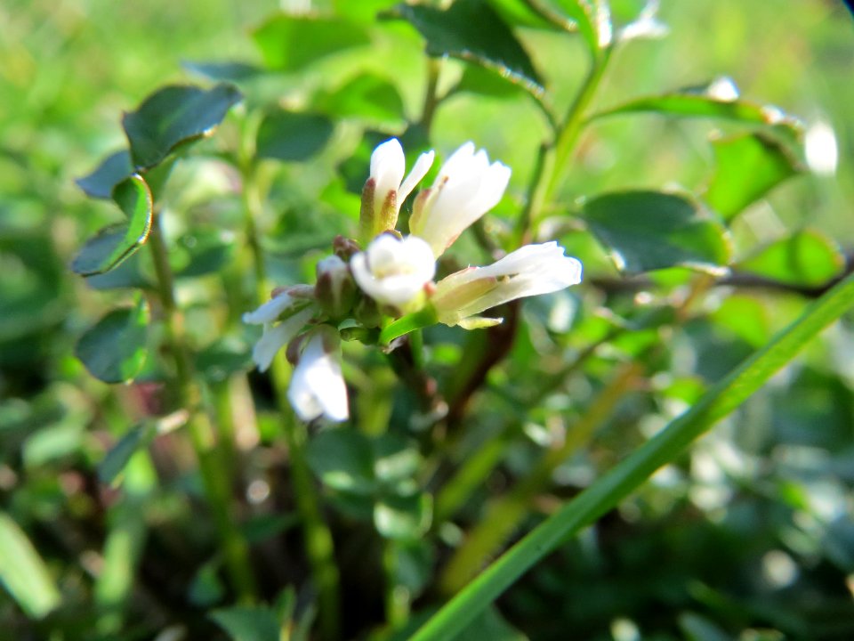 20150228Cardamine_hirsuta3