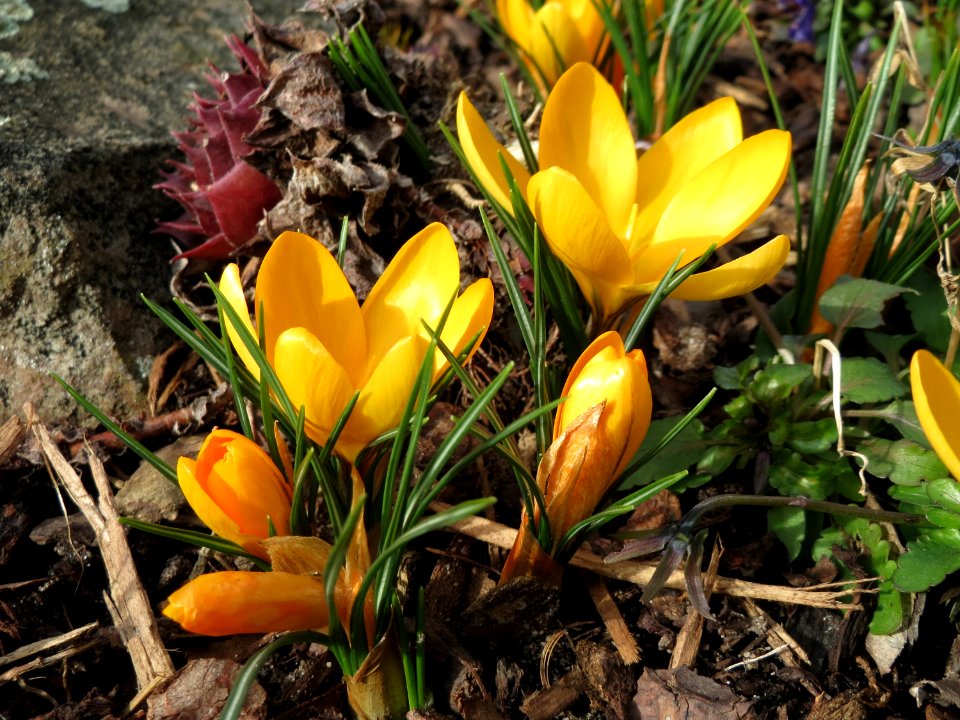 20150220Crocus_chrysanthus1