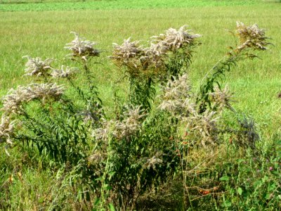 20140926Solidago_canadensis1