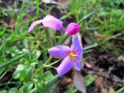 20141207Erysimum_cheiri1