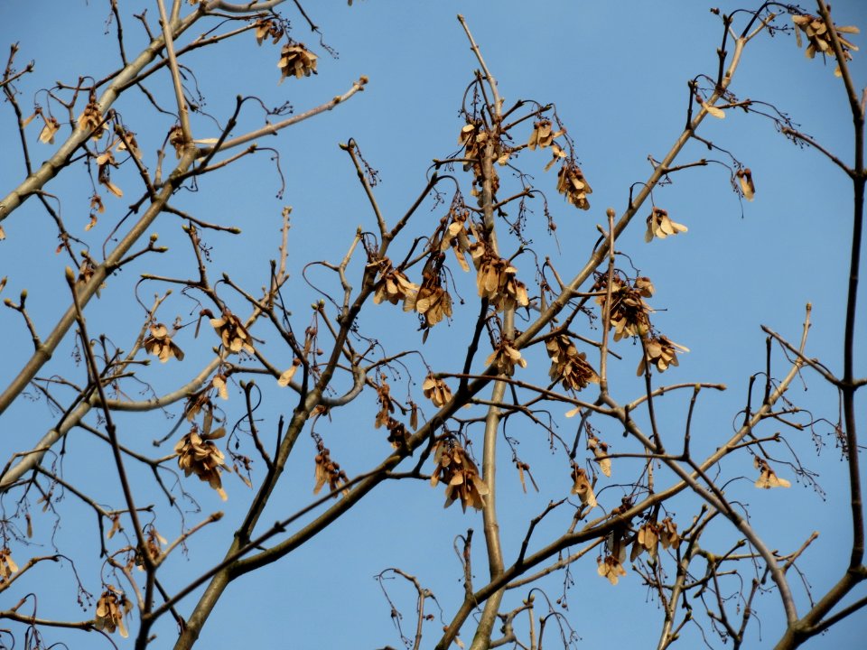 20150203Acer_pseudoplatanus2