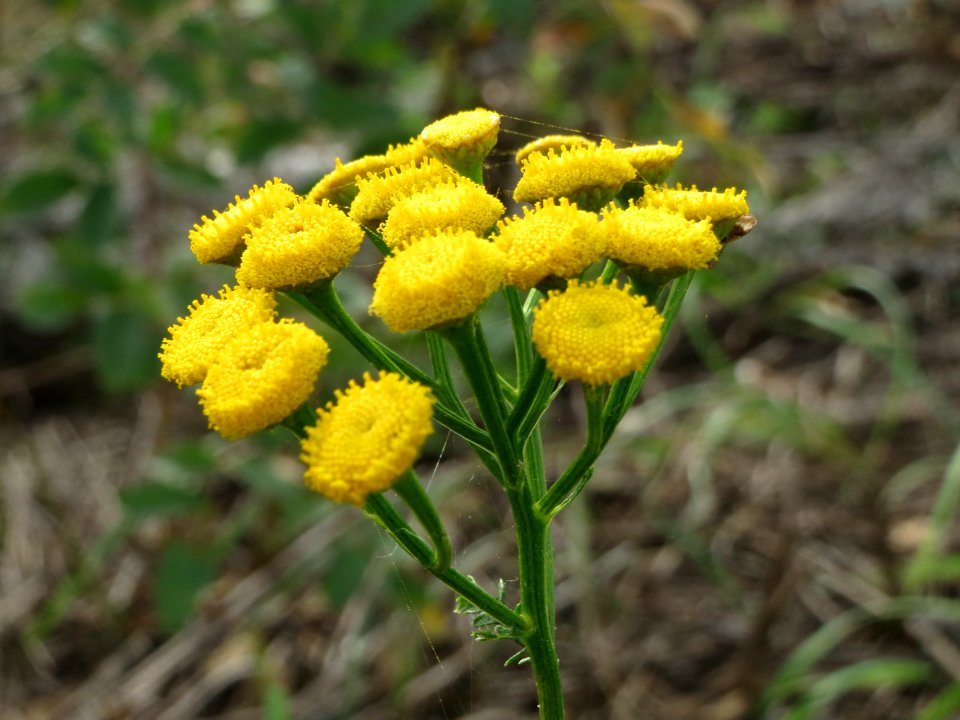 20140928Tanacetum_vulgare