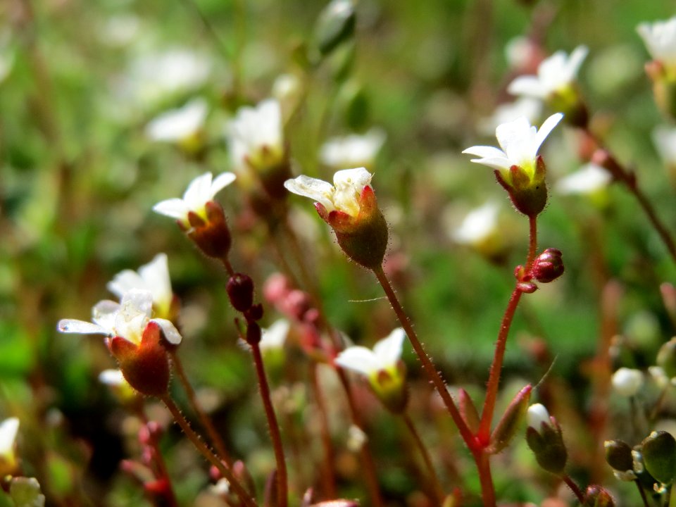 20150410Saxifraga_tridactylites4