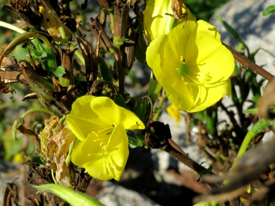 20141018Oenothera_biennis4