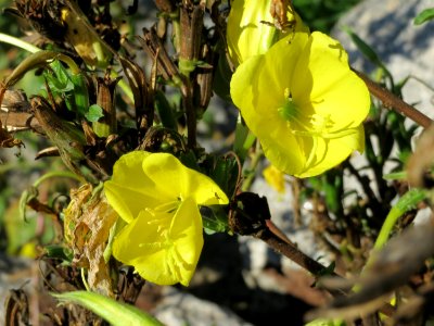 20141018Oenothera_biennis4