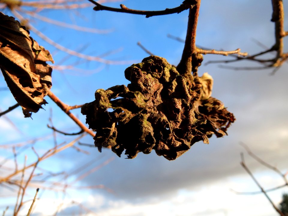 20150202Ulmus_minor9