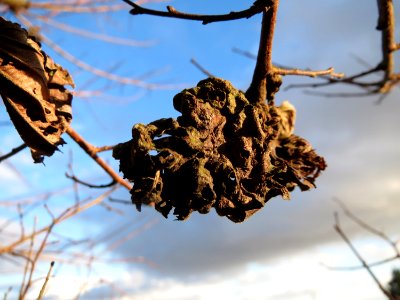 20150202Ulmus_minor9