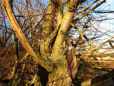 20150202Ulmus_minor4