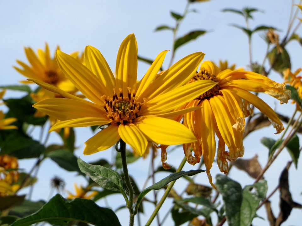 20140928Helianthus_tuberosus2