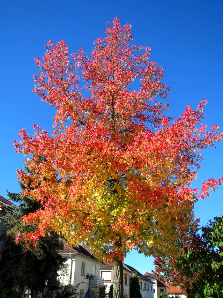20141018Liquidambar_styraciflua