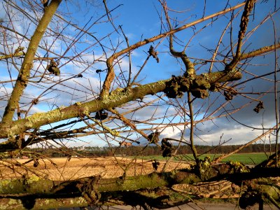 20150202Ulmus_minor5