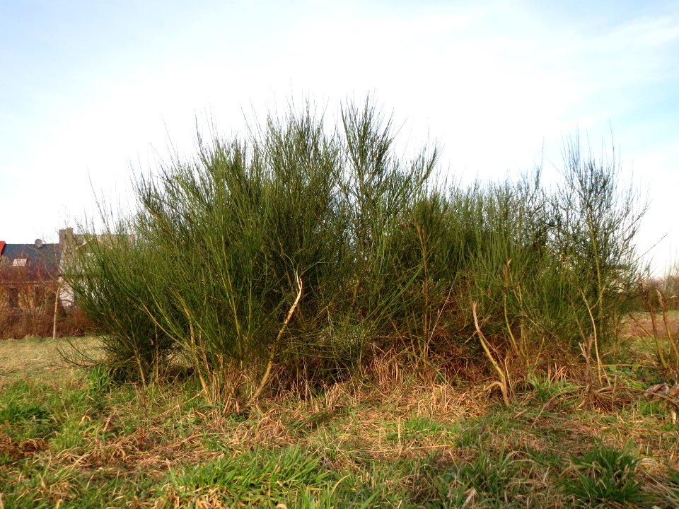 20150203Cytisus_scoparius1