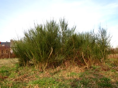 20150203Cytisus_scoparius1