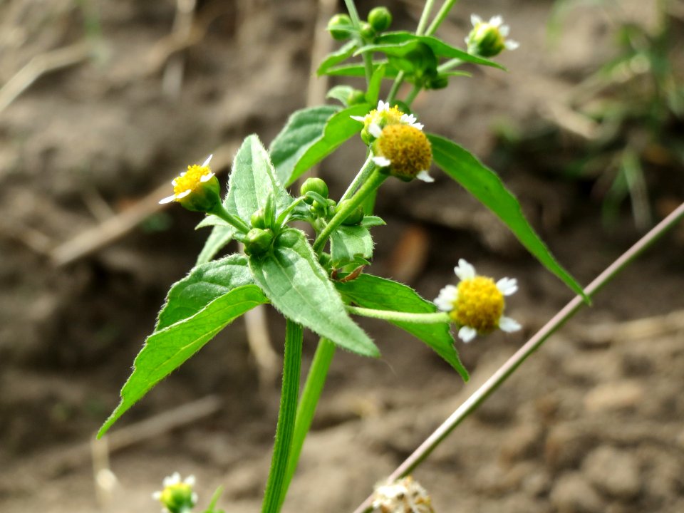 20140928Galinsoga_parviflora2