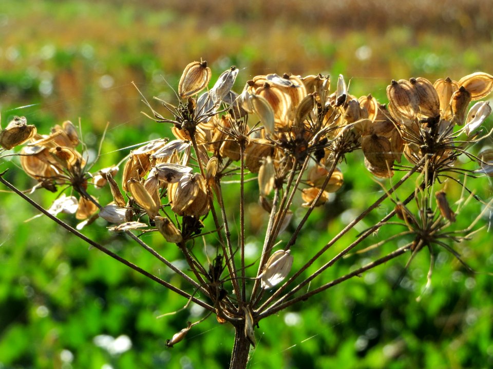 20141018Heracleum_sphondylium3