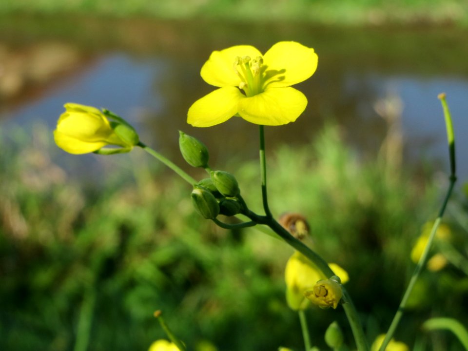 20141018Diplotaxis_tenuifolia2
