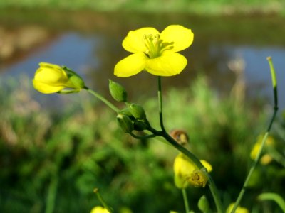 20141018Diplotaxis_tenuifolia2