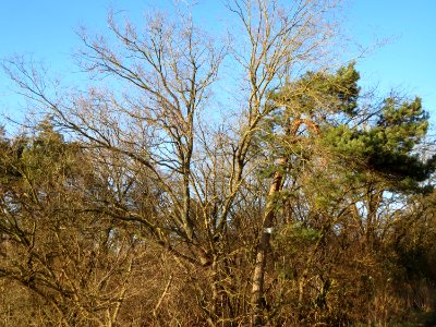 20150202Ulmus_minor1