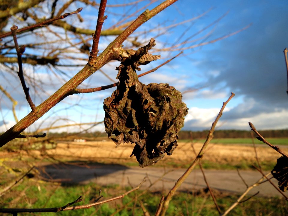 20150202Ulmus_minor8