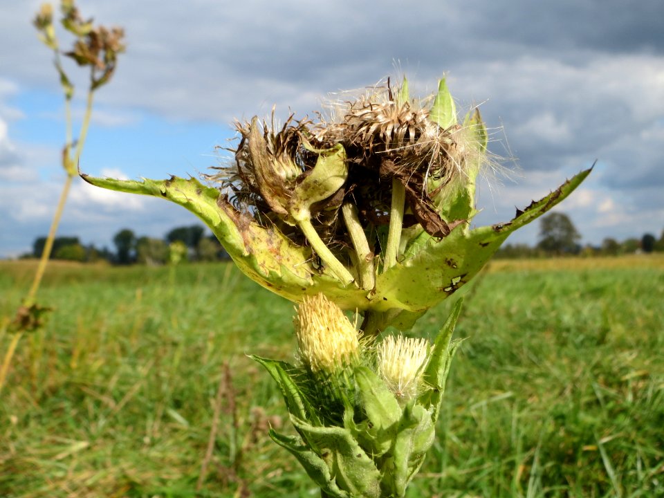 20140927Cirsium_oleraceum1
