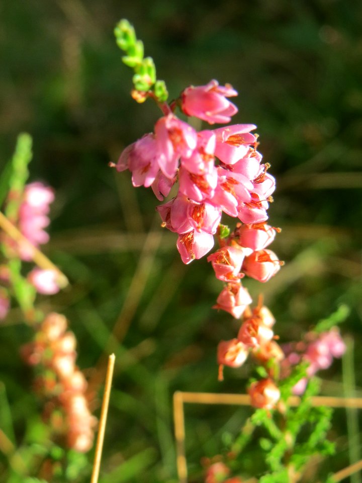 20140929Calluna_vulgaris2