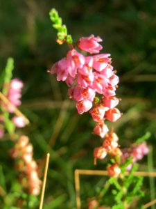 20140929Calluna_vulgaris2
