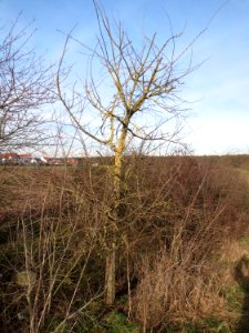 20150203Ulmus_minor06