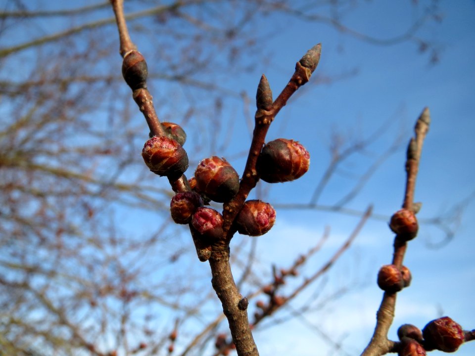 20150203Ulmus_minor19