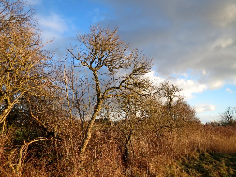 20150202Sambucus_nigra