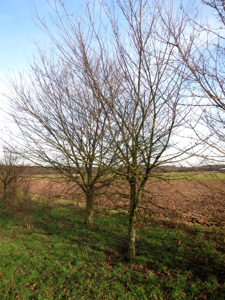 20150203Ulmus_minor07
