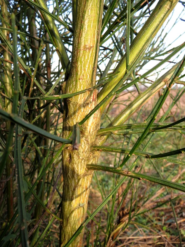 20150203Cytisus_scoparius3