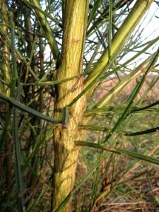 20150203Cytisus_scoparius3