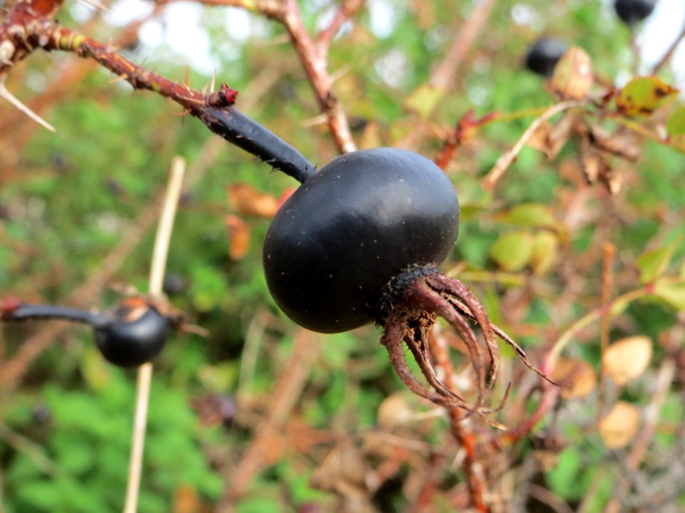 20140928Rosa_spinosissima1