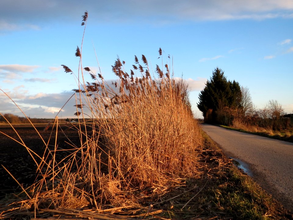 20150202Phragmites_australis6