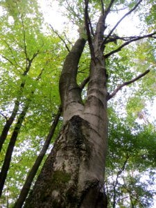 20140929Fagus_sylvatica2