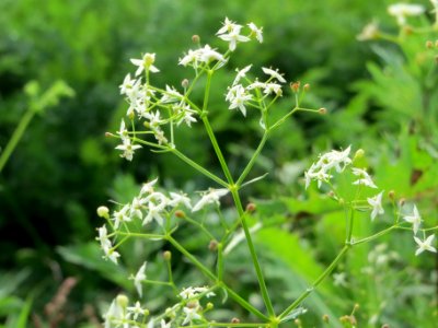 20140929Galium_mollugo2