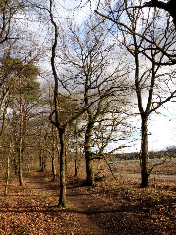 20150202Quercus_robur2