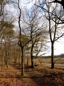 20150202Quercus_robur2