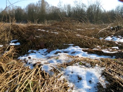 20150207St_Arnualer_Wiesen1