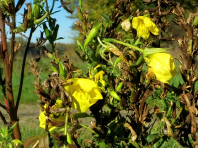 20141018Oenothera_biennis3