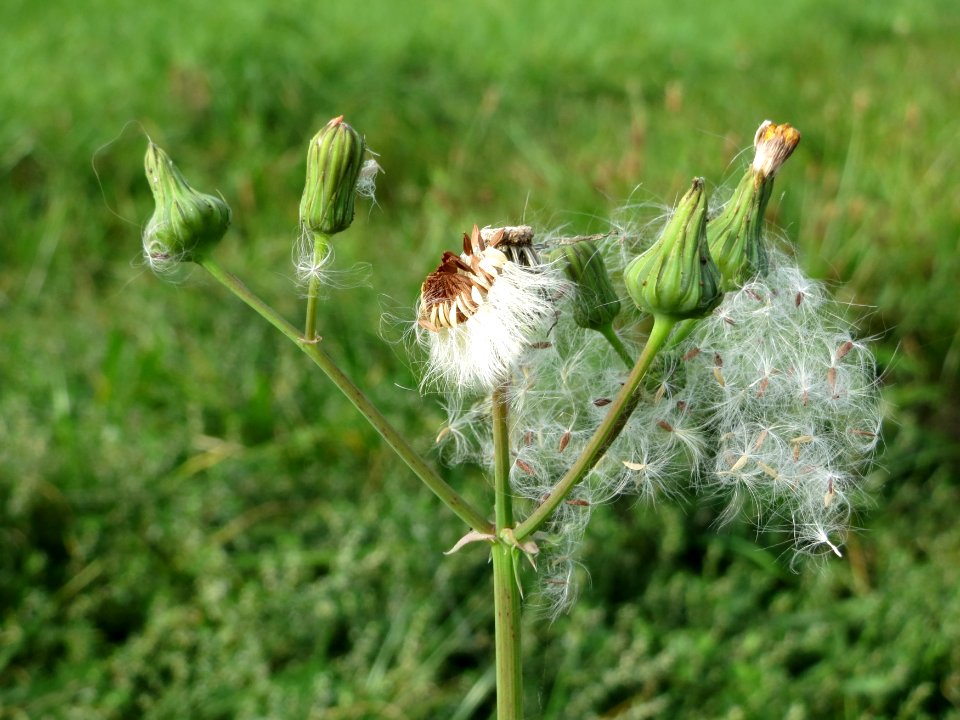 20140929Sonchus_asper