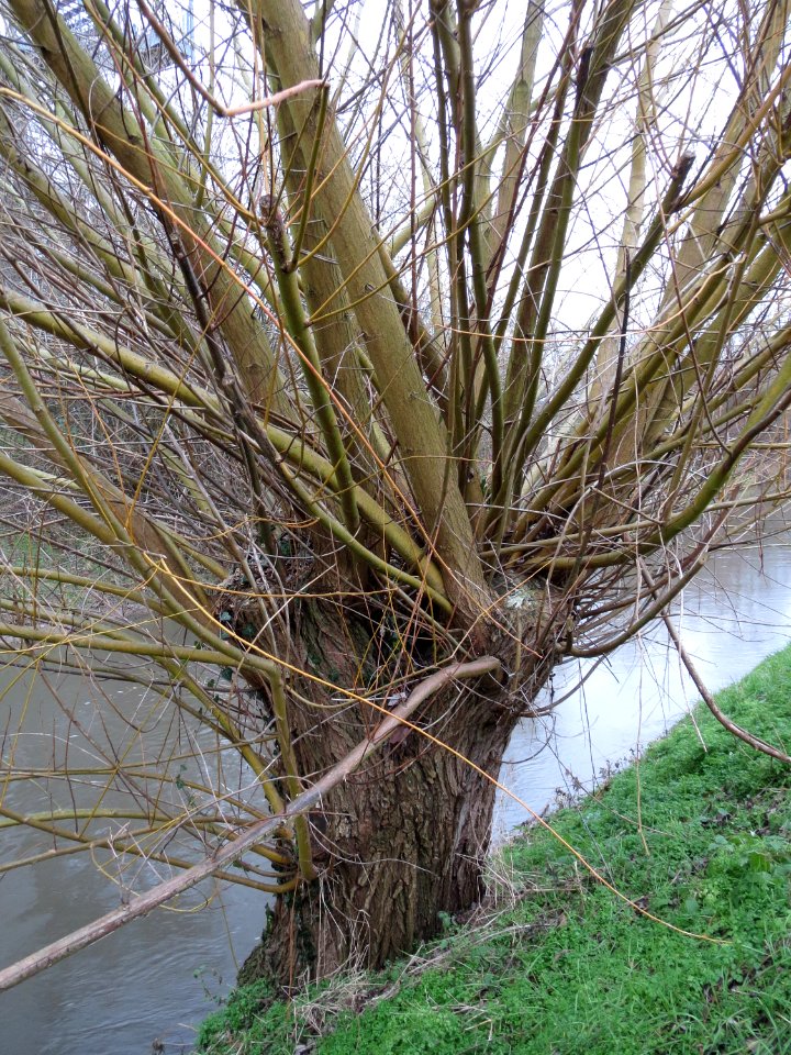 20150204Salix_alba1