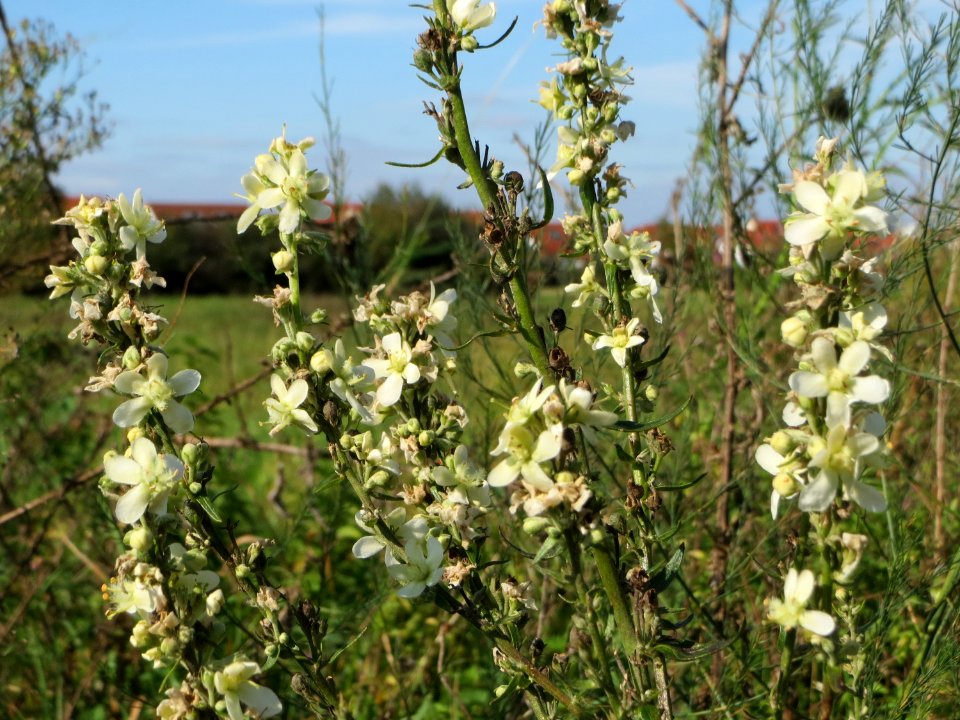 20140926Verbascum_lychnitis1
