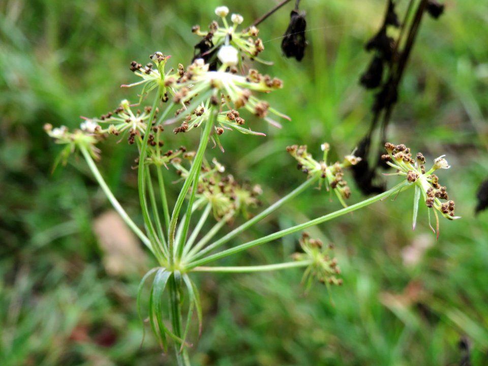 20141017Peucedanum_oreoselinum4