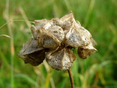 20140928Malva_alcea1