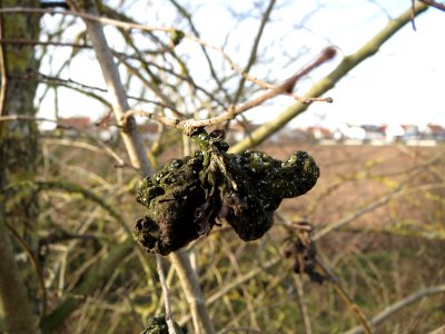 20150203Ulmus_minor20