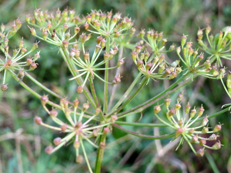 20141017Peucedanum_oreoselinum2