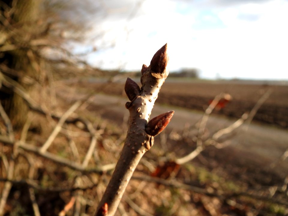 20150202Quercus_robur3