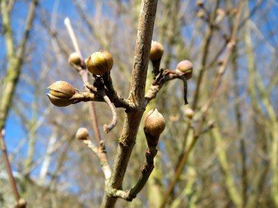 20150207Cornus_mas