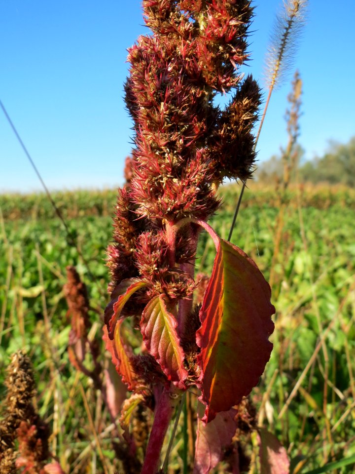 20141018Amaranthus_retroflexus1